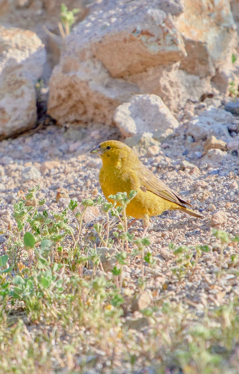 Greenish Yellow-Finch - ML622126059