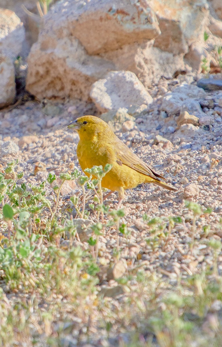 Greenish Yellow-Finch - ML622126060