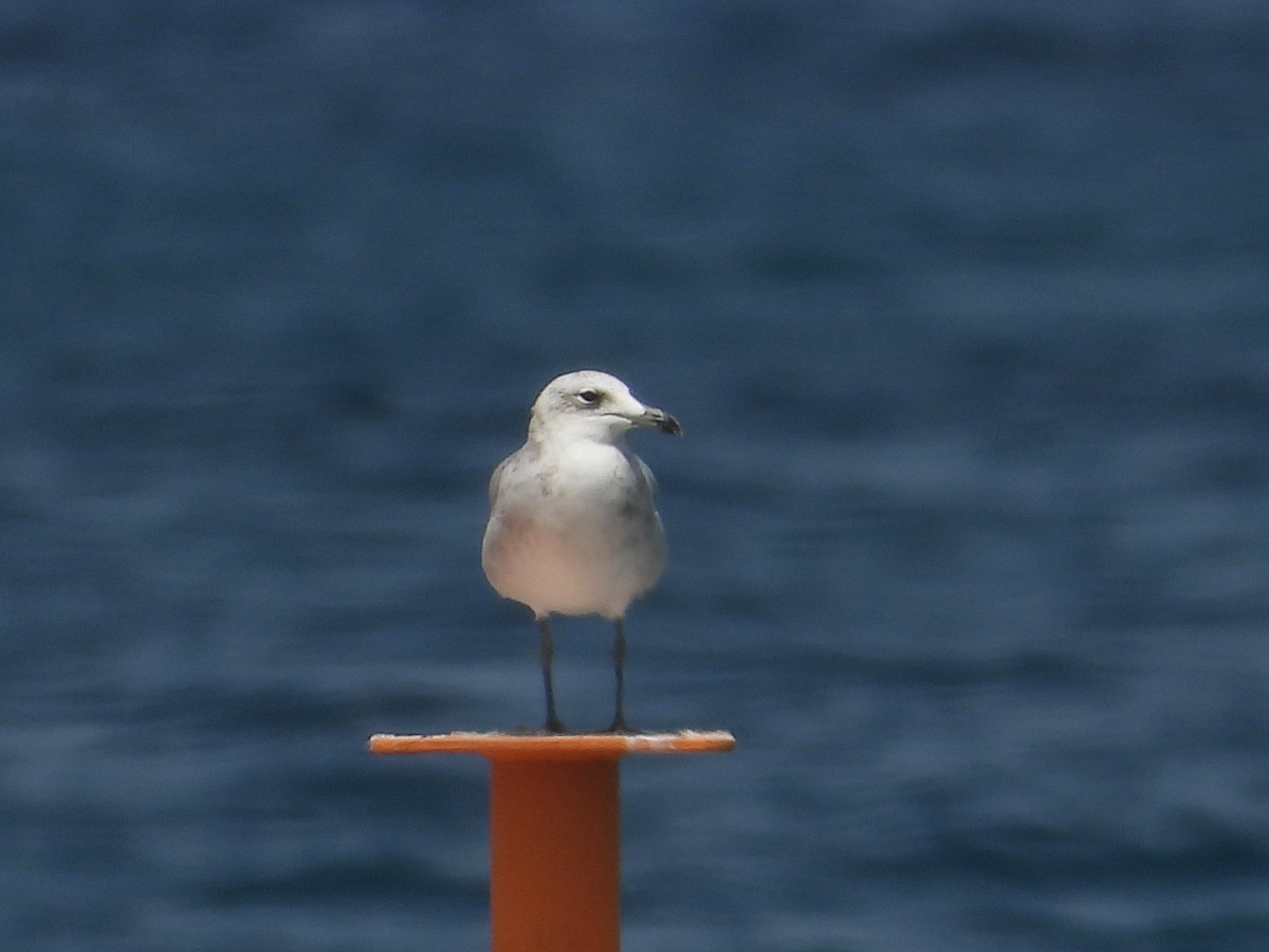 Audouin's Gull - Kirk Doerger