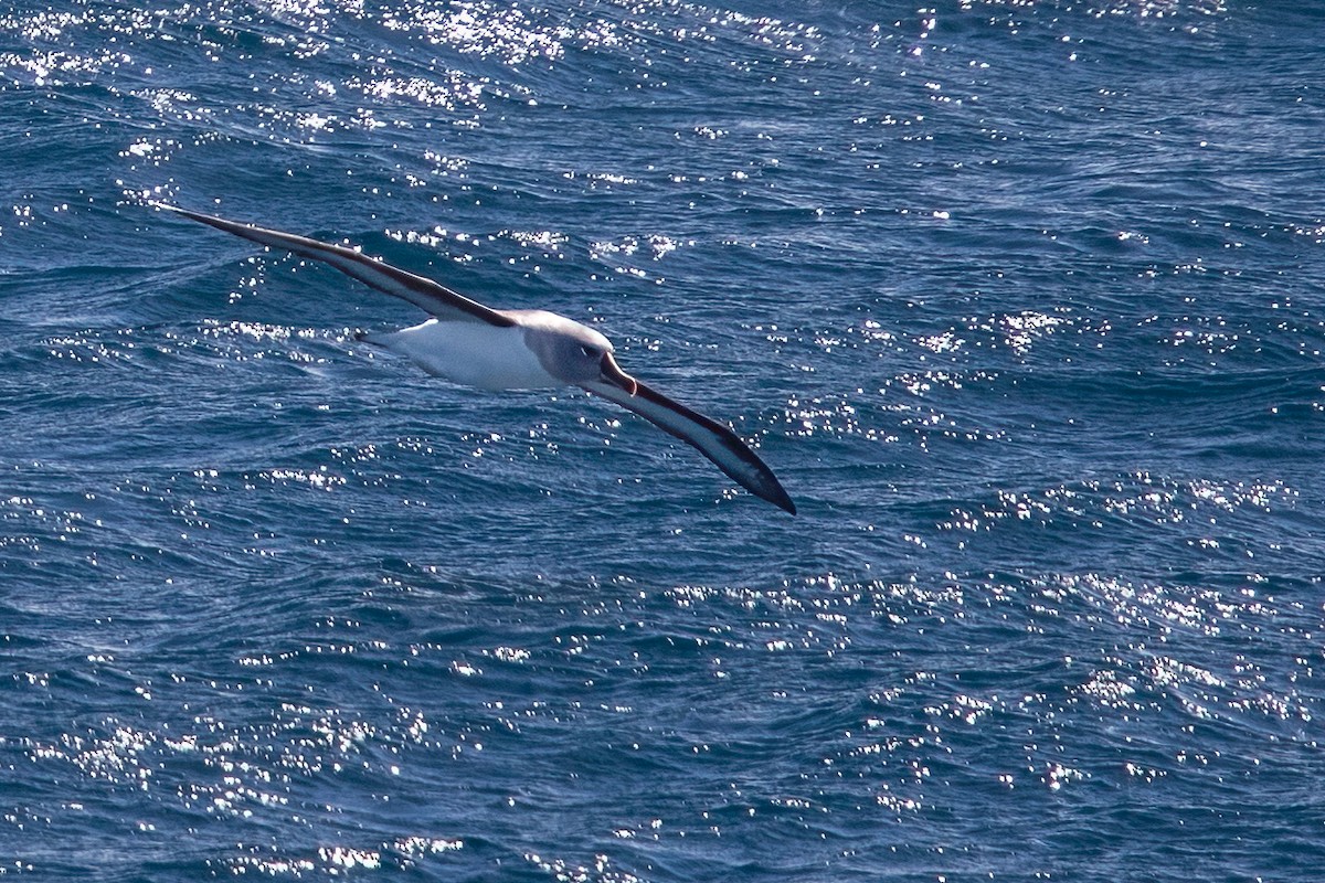 albatros šedohlavý - ML622126075