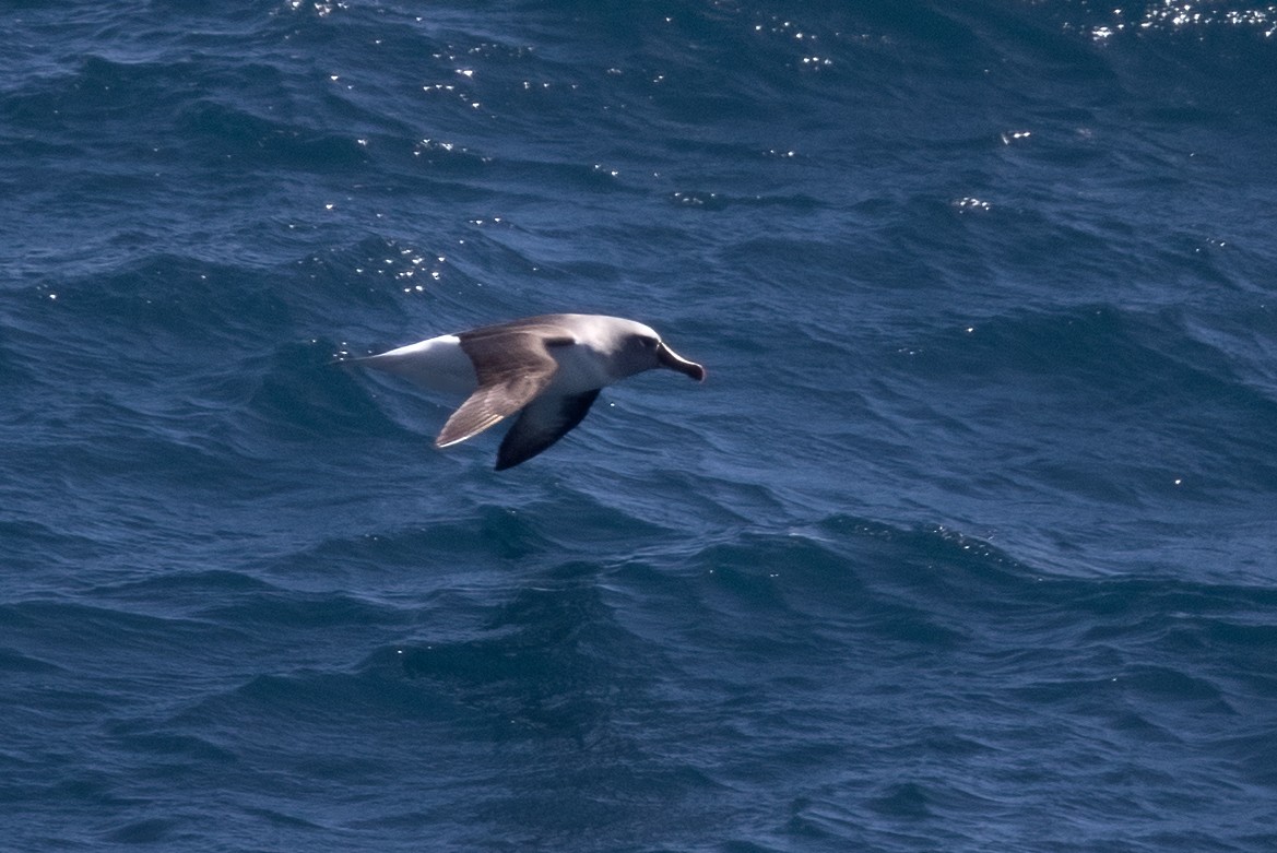 albatros šedohlavý - ML622126076