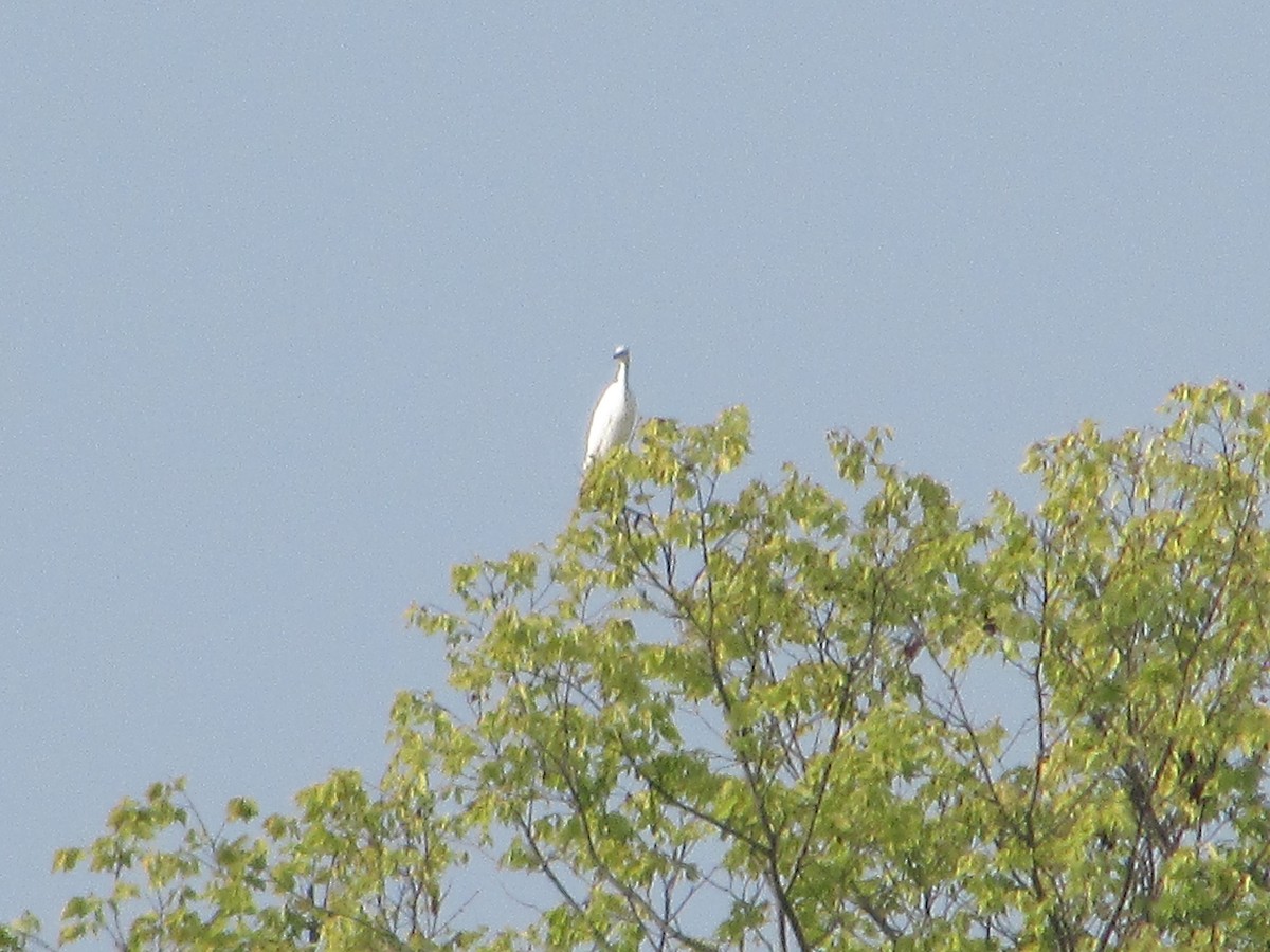 Little Blue Heron - Mark Rhodes