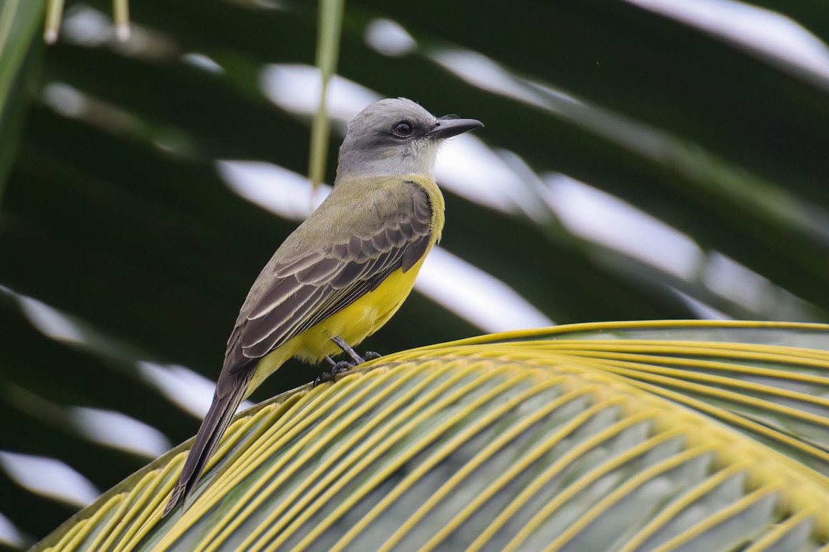 Tropical Kingbird - ML622126085