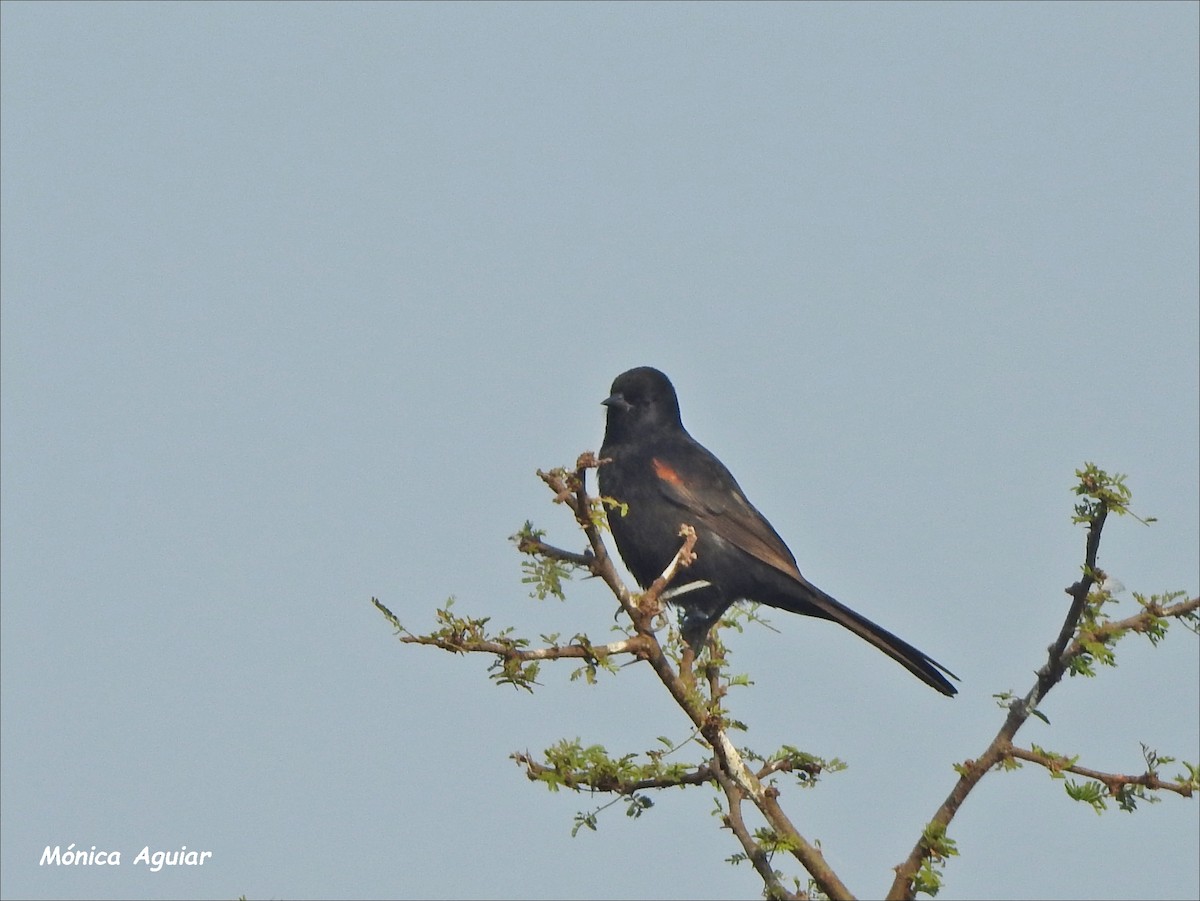 Variable Oriole - Mónica Aguiar