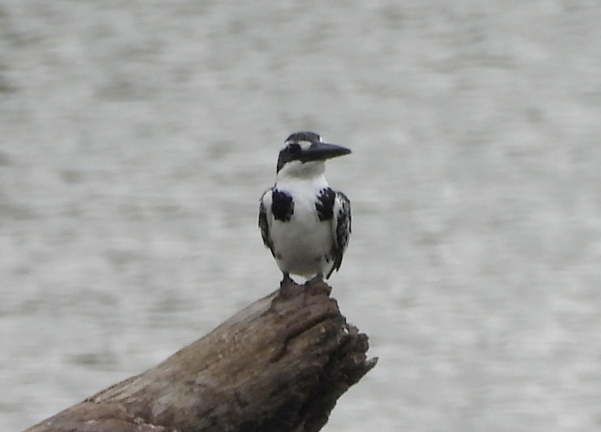 Pied Kingfisher - Manju Sinha