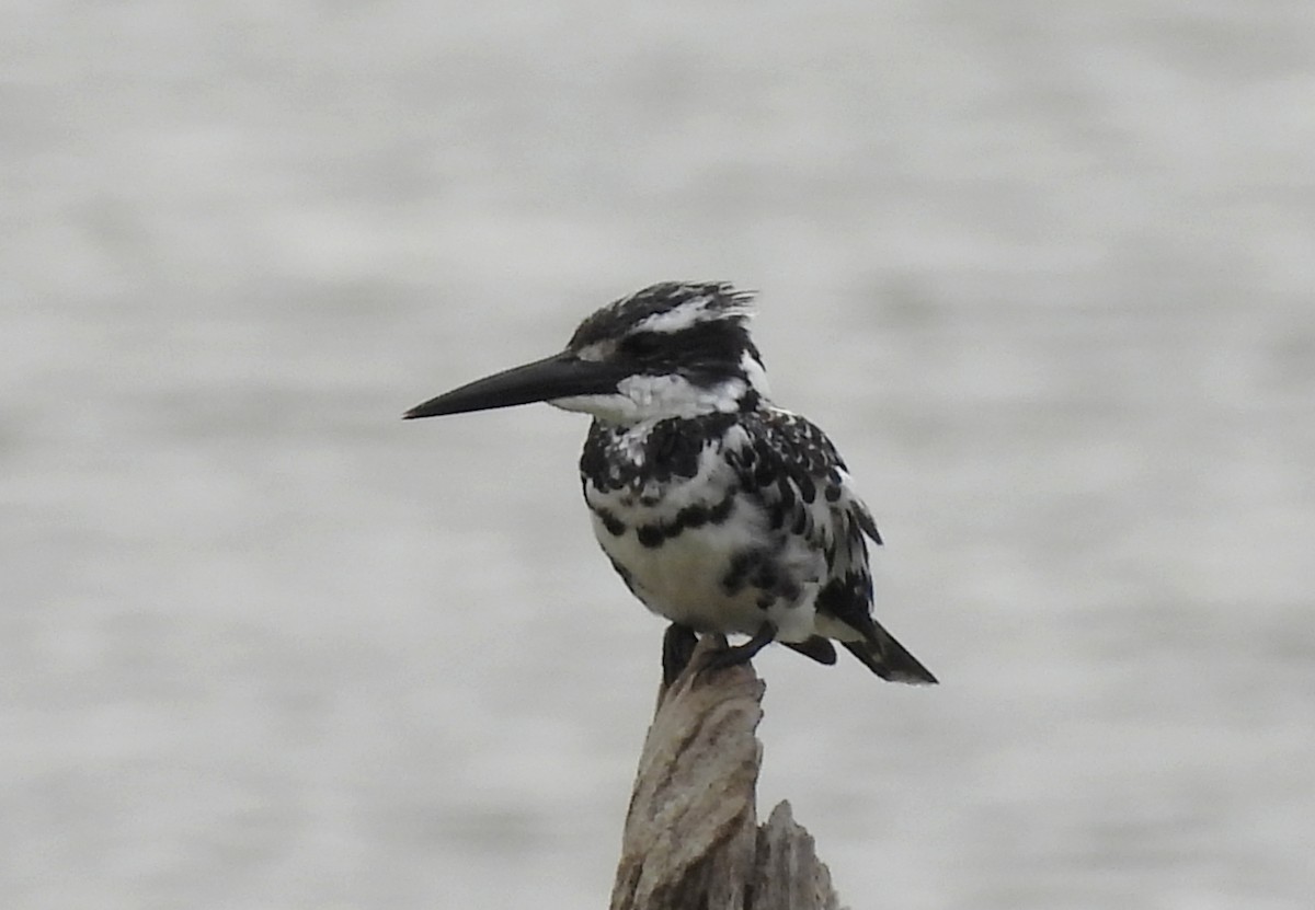 Pied Kingfisher - Manju Sinha