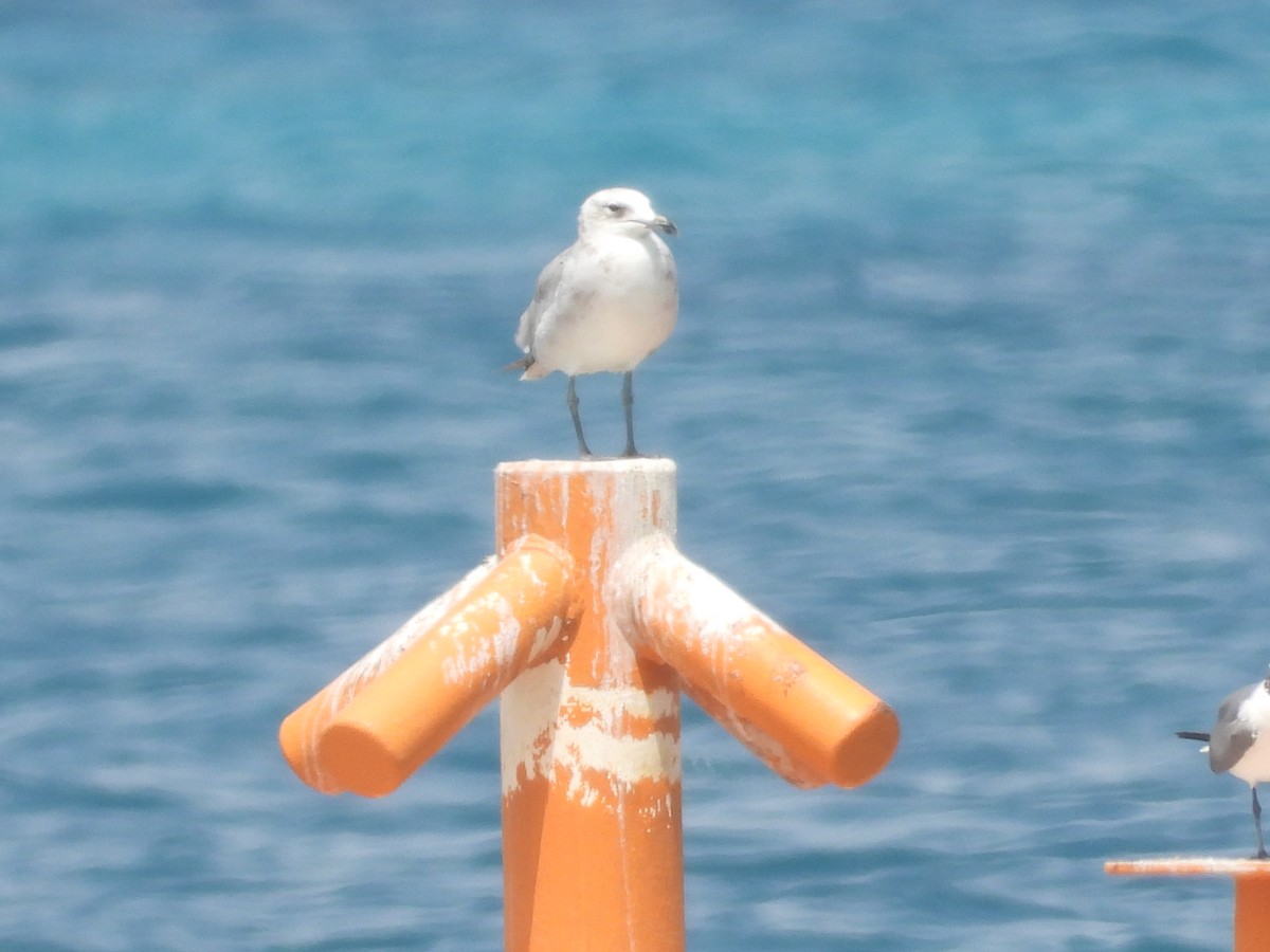 Gaviota de Audouin - ML622126104