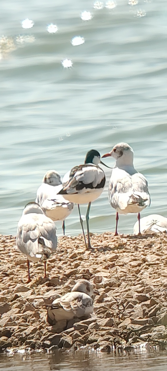 Pied Avocet - Óscar Oeo Cuevas