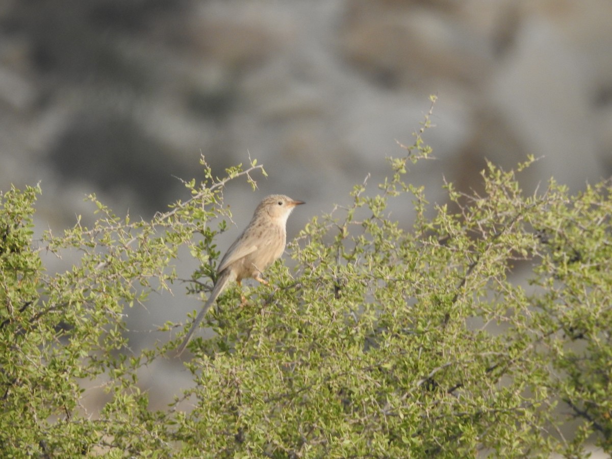 Afghan Babbler - ML622126114