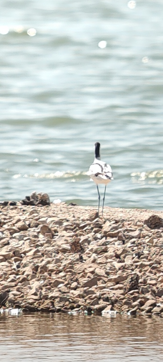 Pied Avocet - Óscar Oeo Cuevas