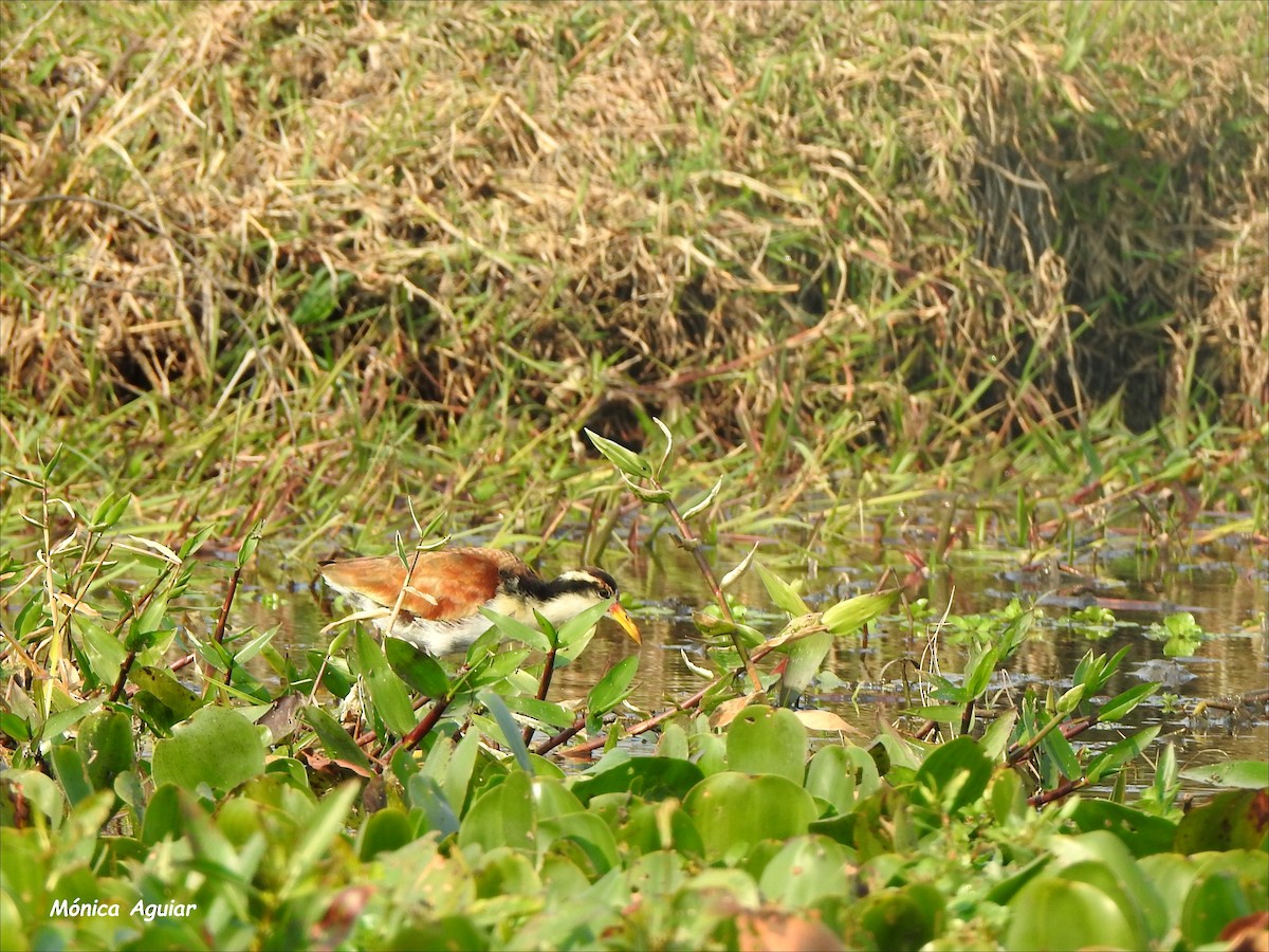 Jacana Suramericana - ML622126122