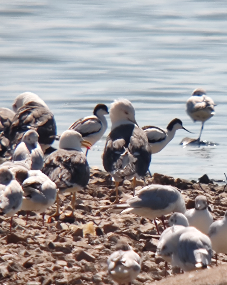 Avoceta Común - ML622126127