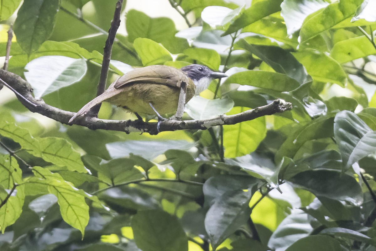 Red-tailed Greenbul - ML622126129