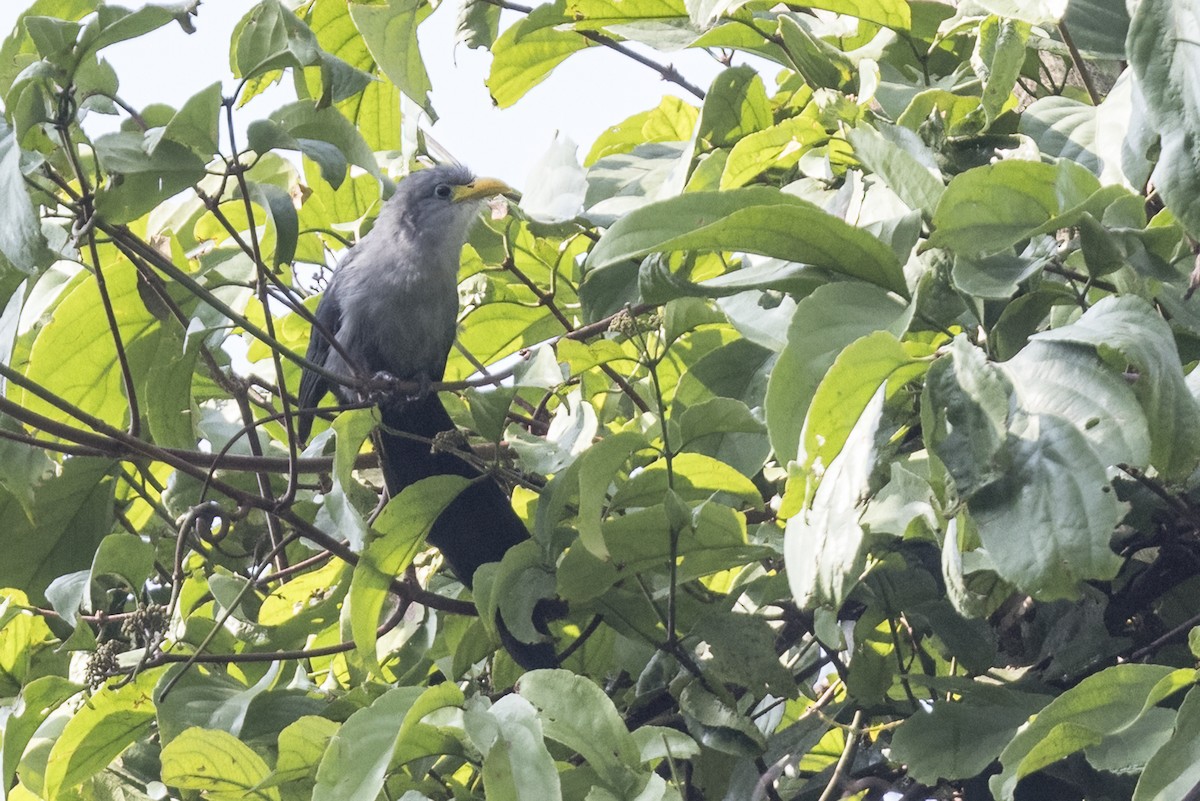 Blue Malkoha - ML622126131