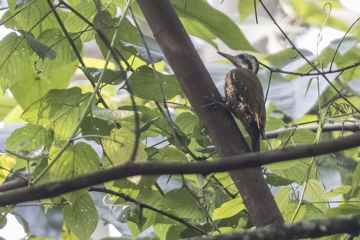 Golden-crowned Woodpecker - ML622126133