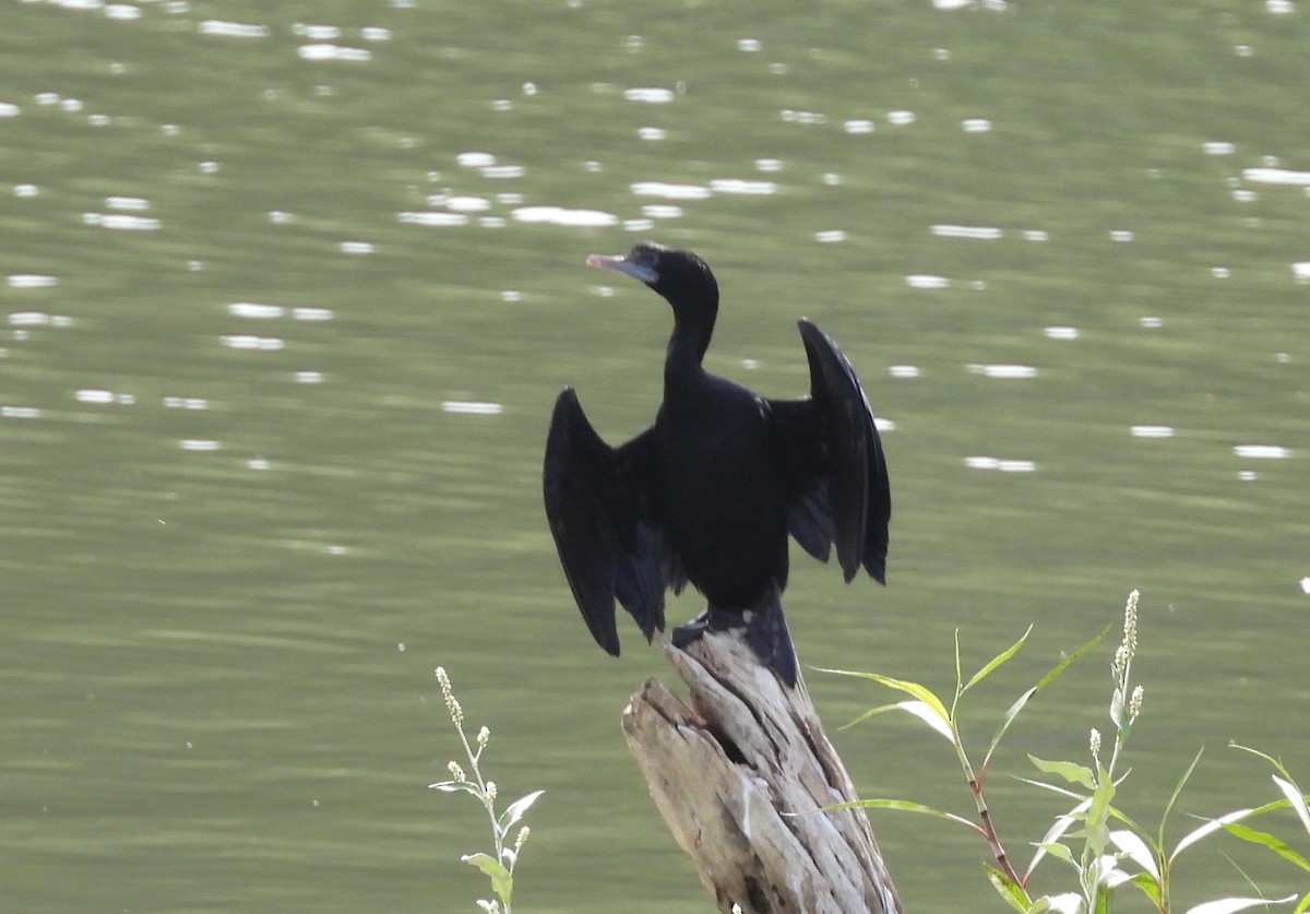 Cormorán de Java - ML622126134