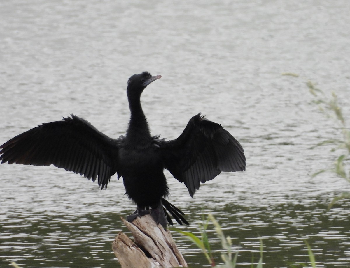 Cormorán de Java - ML622126135