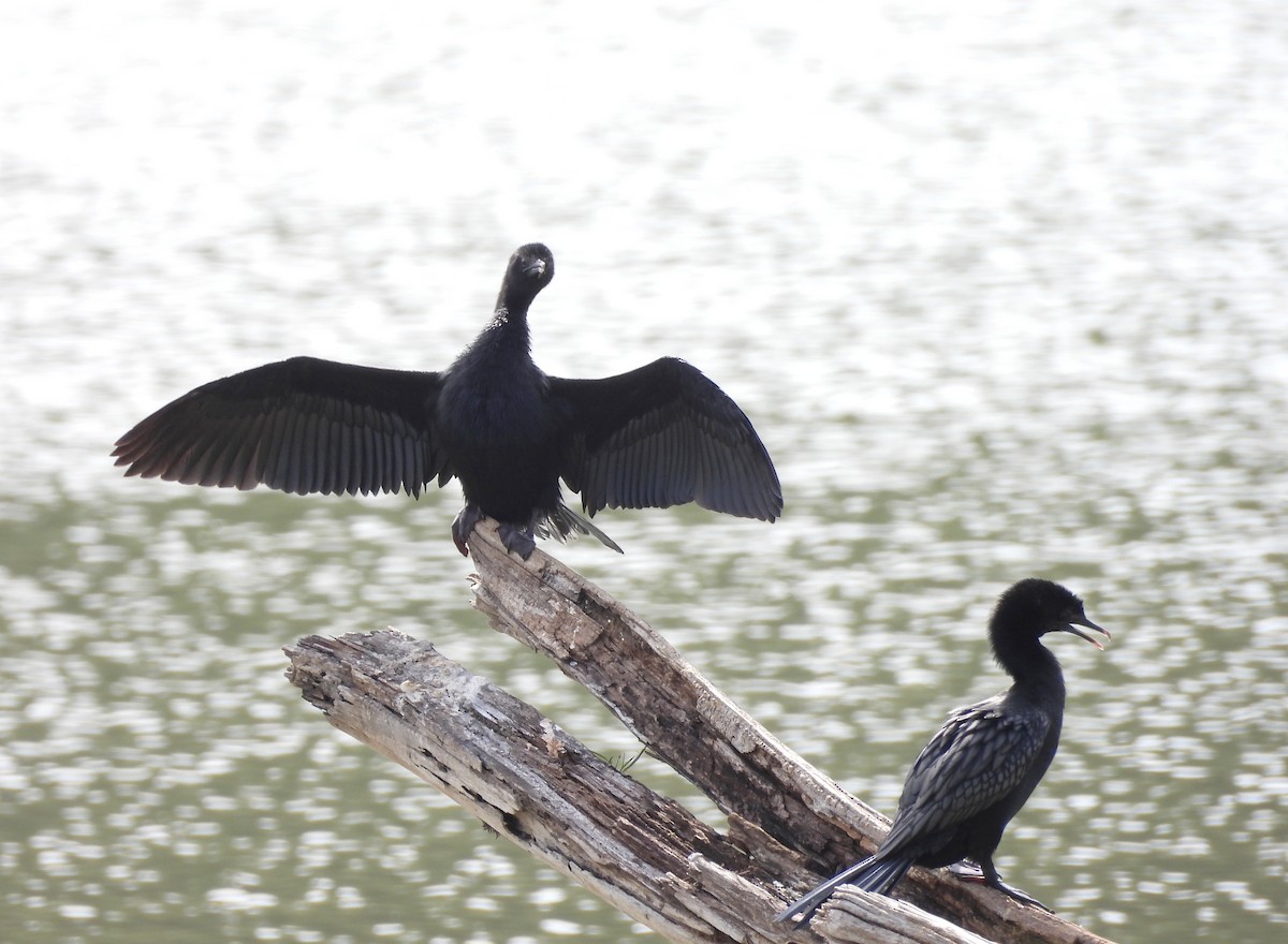 Cormorán de Java - ML622126137