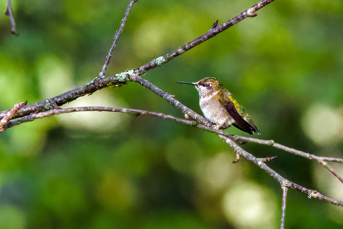 Ruby-throated Hummingbird - John Frazier