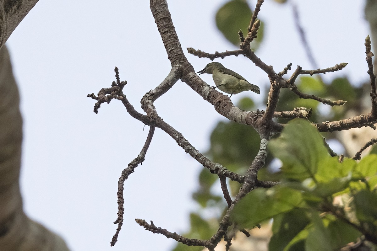 Little Green Sunbird - ML622126144