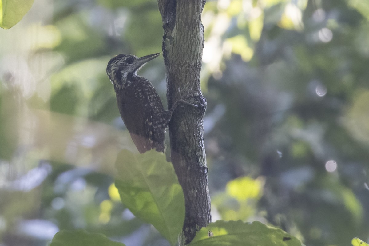 Golden-crowned Woodpecker - ML622126146