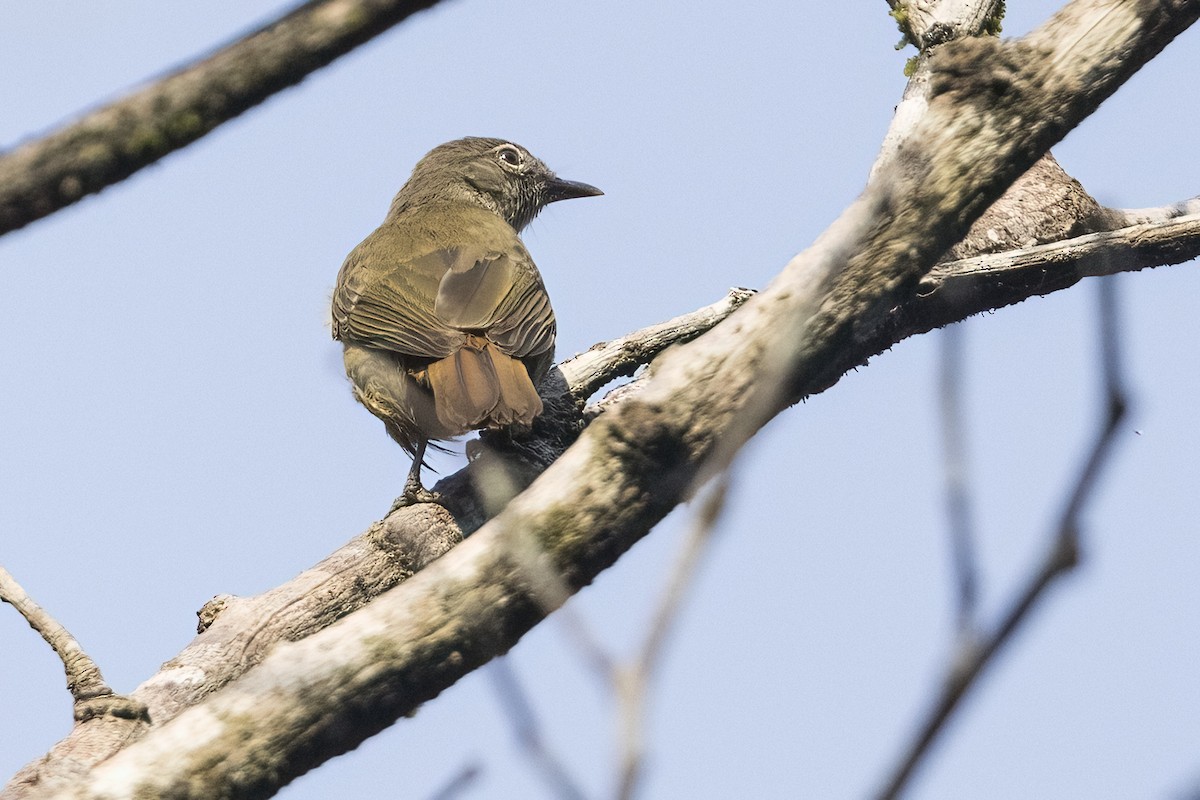 Bulbul Grácil - ML622126148