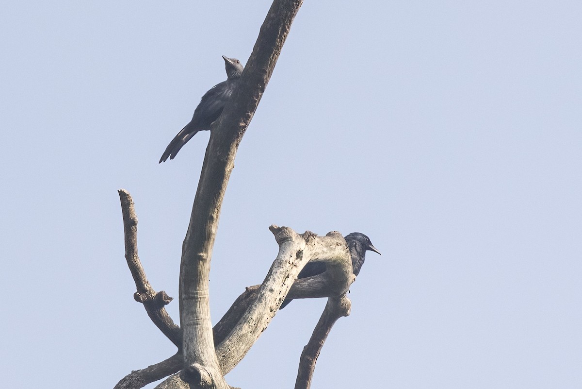 Chestnut-winged Starling - ML622126159