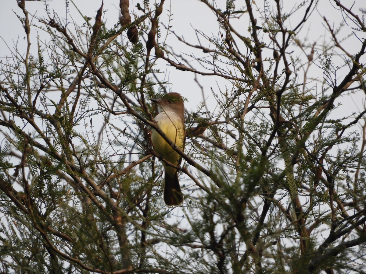 Brown-crested Flycatcher - ML622126183