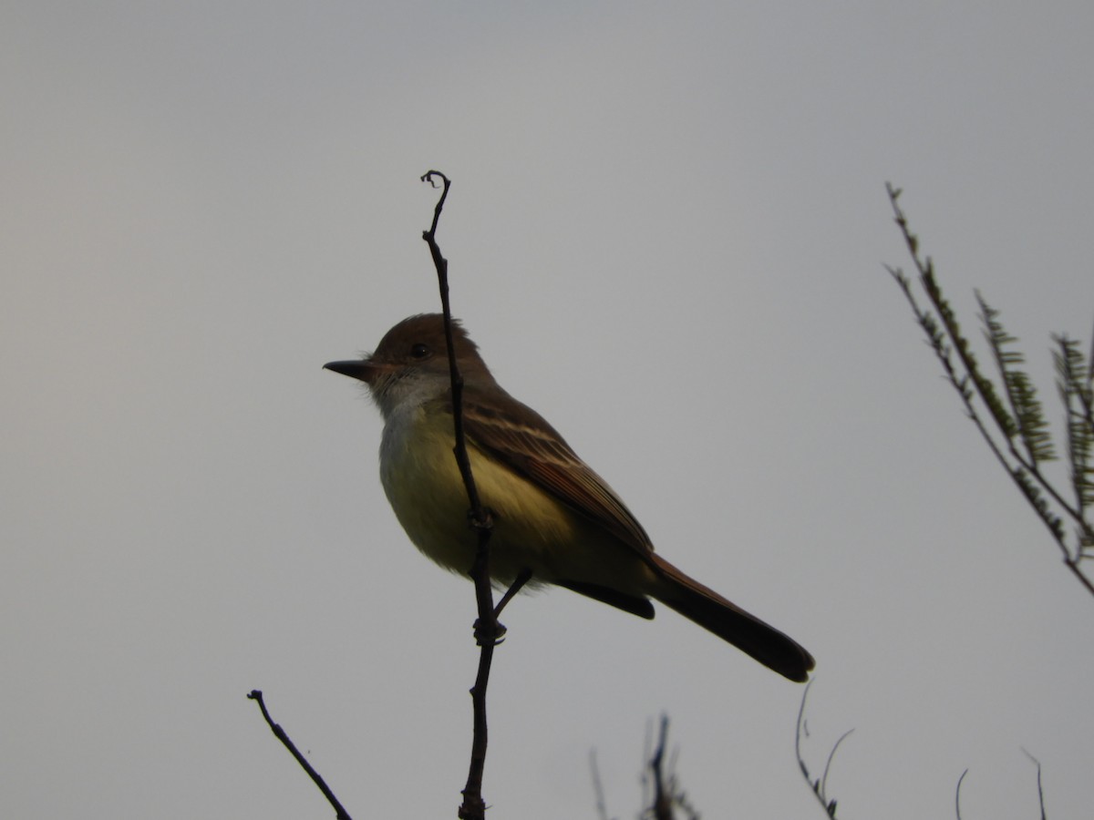 Brown-crested Flycatcher - ML622126184