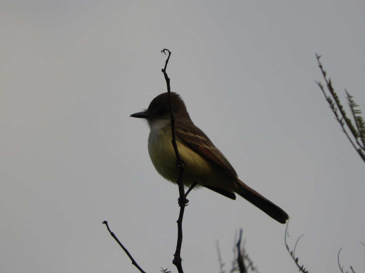 Brown-crested Flycatcher - ML622126186