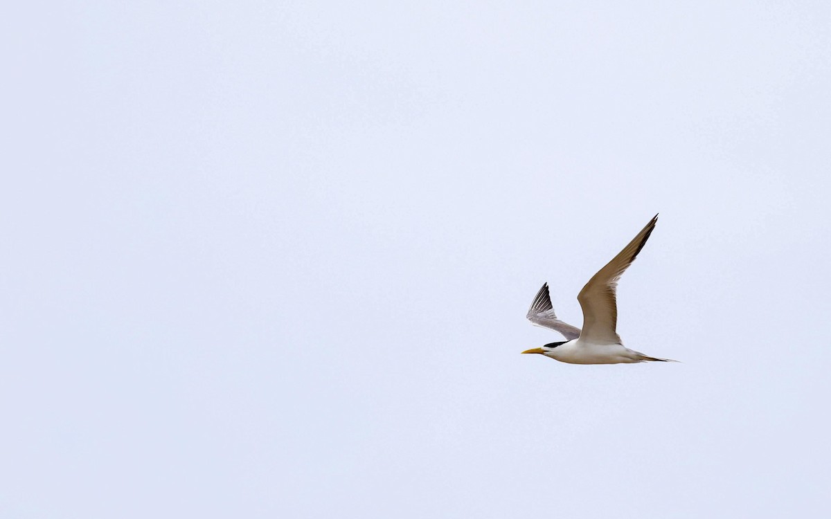 Great Crested Tern - ML622126230