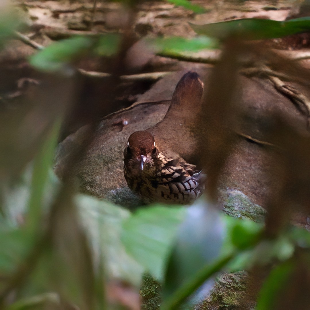 Short-tailed Antthrush - ML622126237