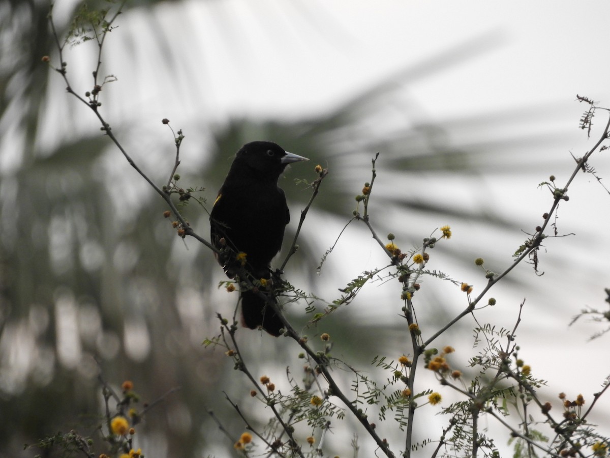 Golden-winged Cacique - ML622126341