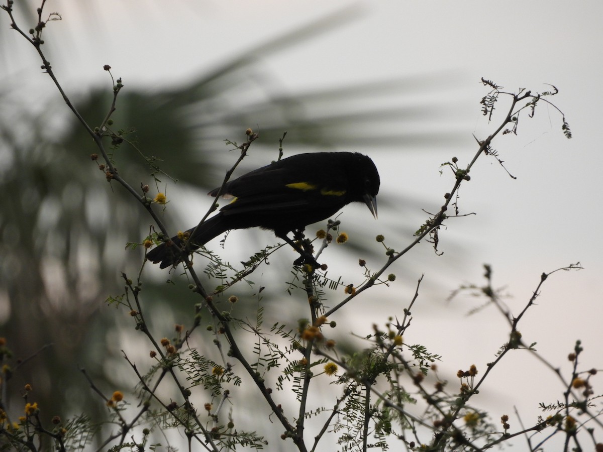 Golden-winged Cacique - ML622126342