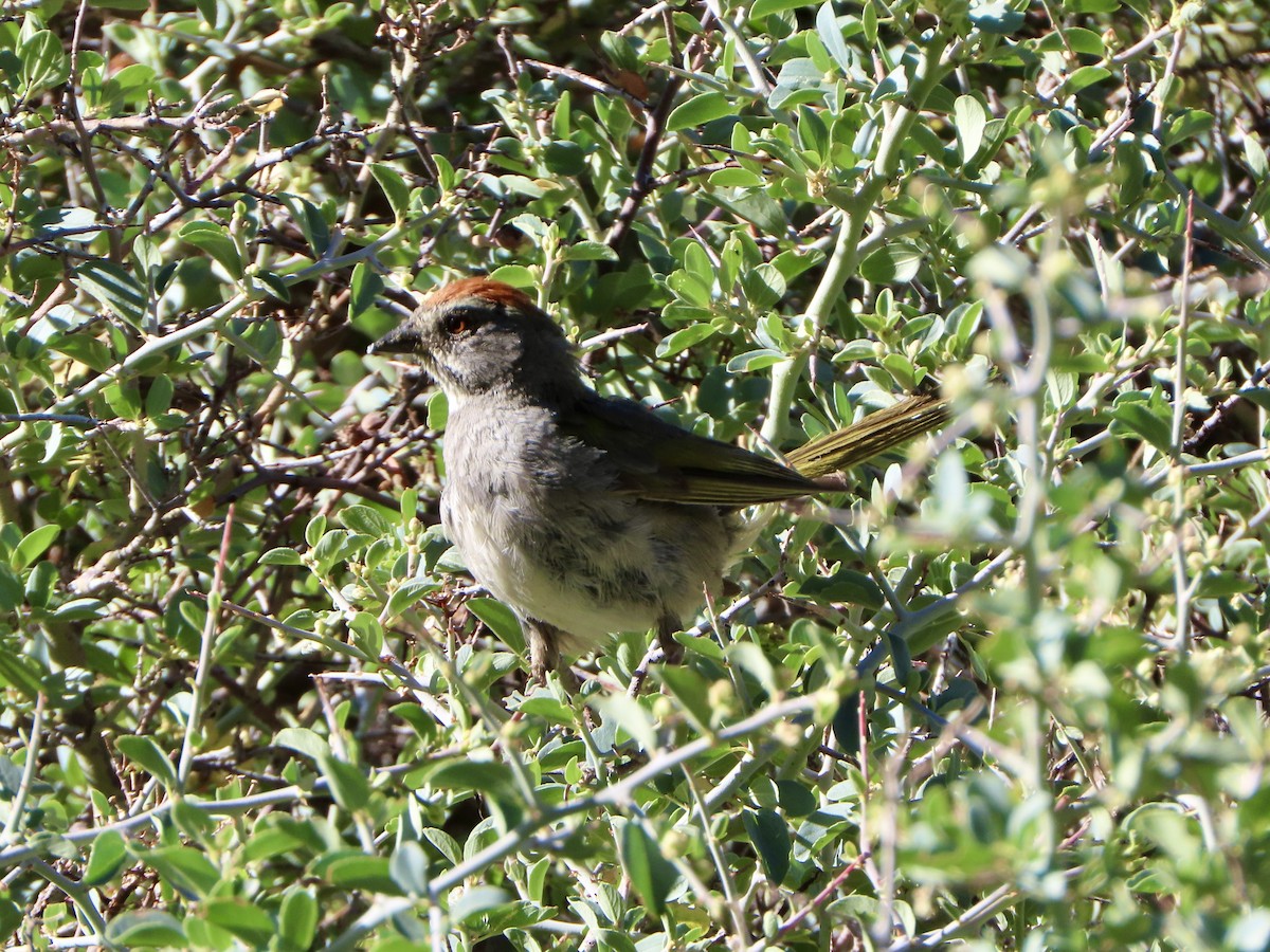 Green-tailed Towhee - ML622126343