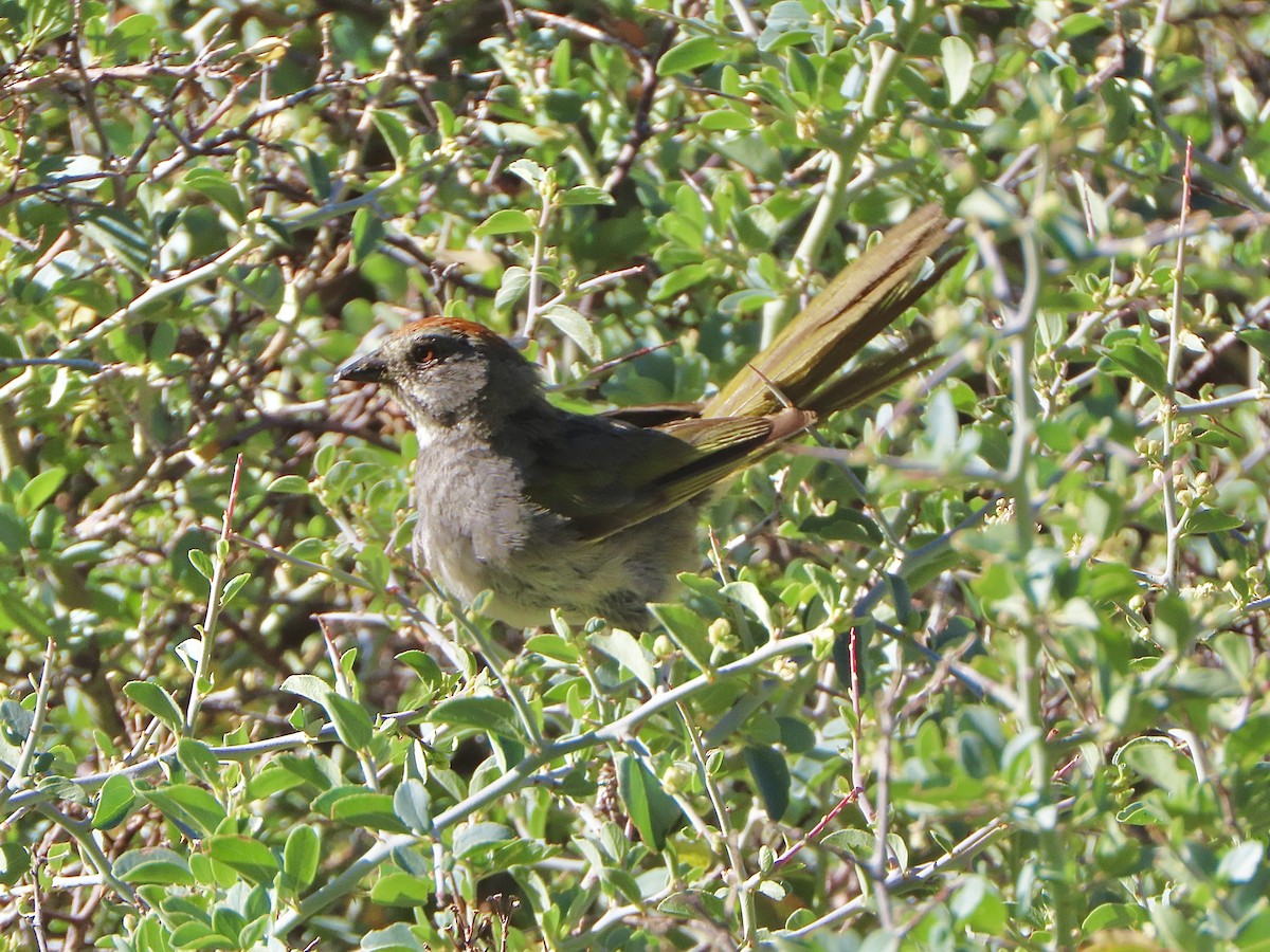 Green-tailed Towhee - ML622126344