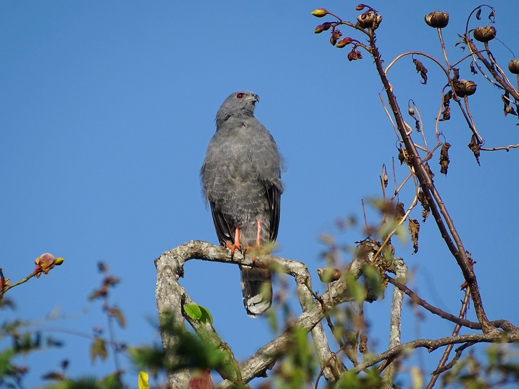 Crane Hawk - ML622126345