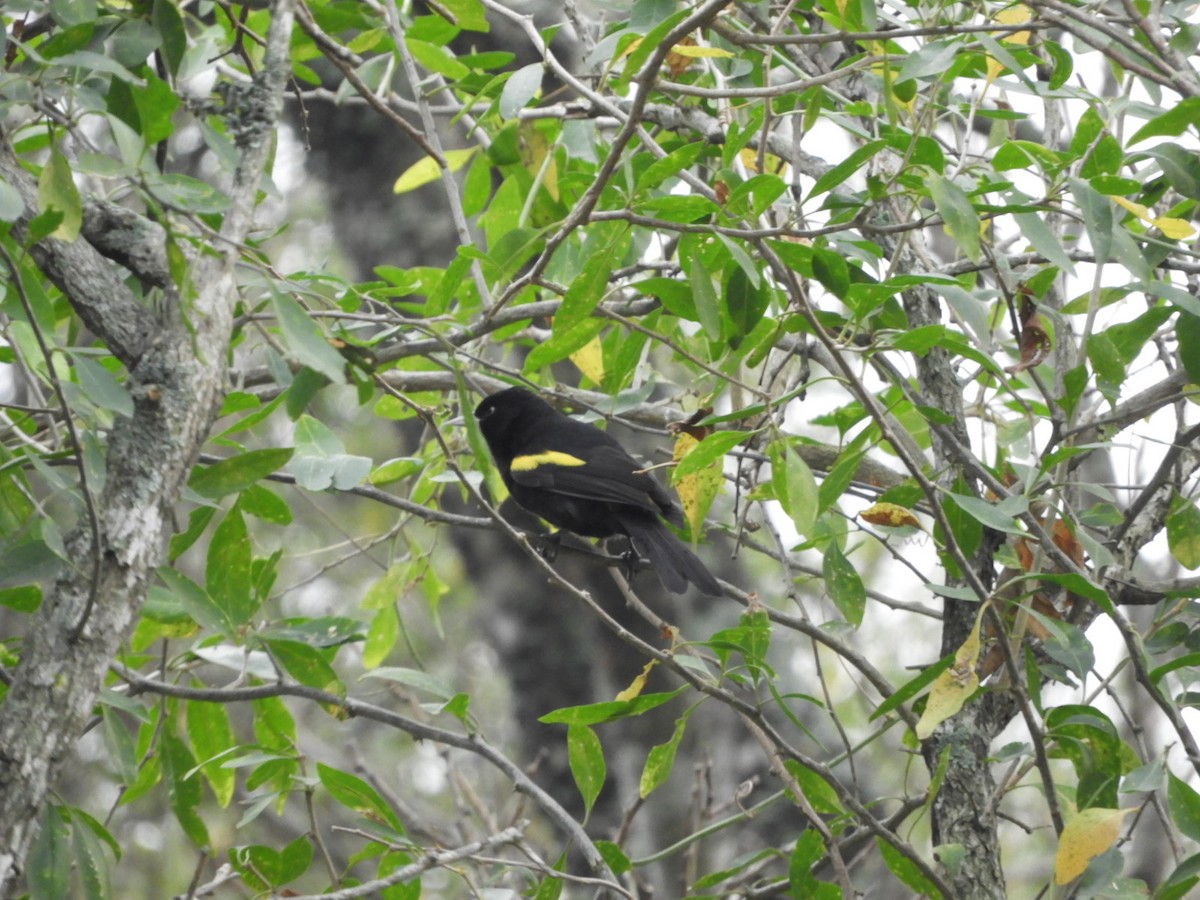 Golden-winged Cacique - ML622126346