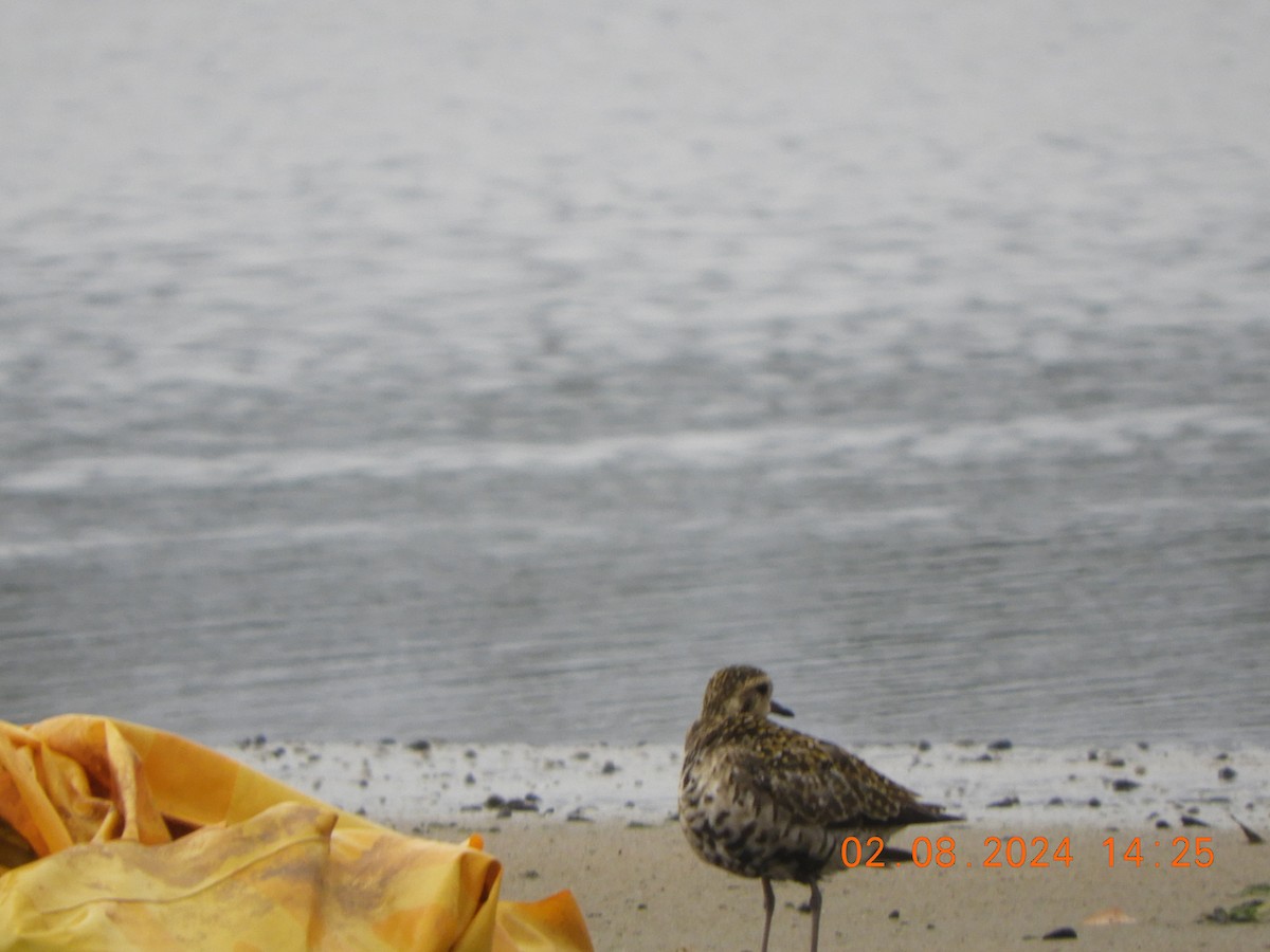 Pacific Golden-Plover - HARIHARAN T V