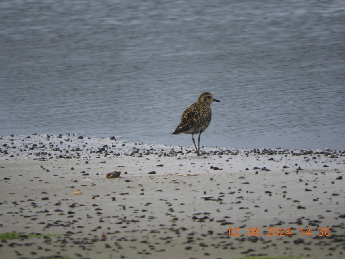 Pacific Golden-Plover - ML622126348