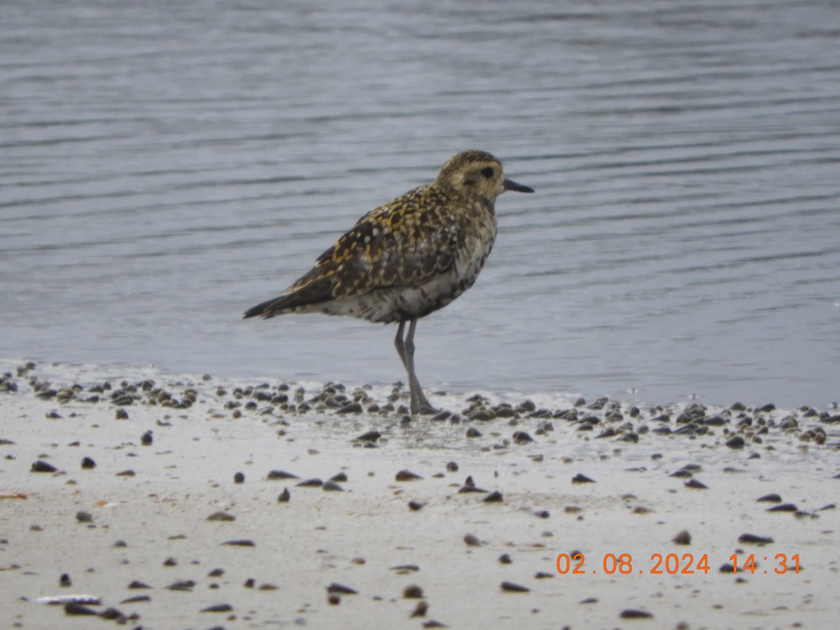 Pacific Golden-Plover - ML622126349