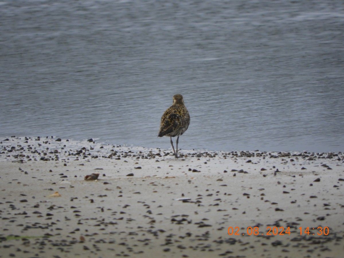 Pacific Golden-Plover - ML622126350