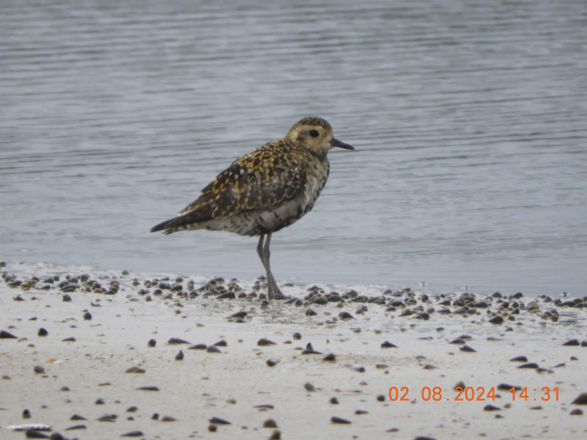 Pacific Golden-Plover - ML622126351