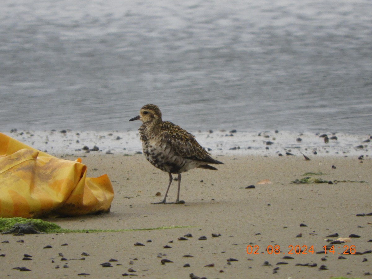 Pacific Golden-Plover - ML622126352