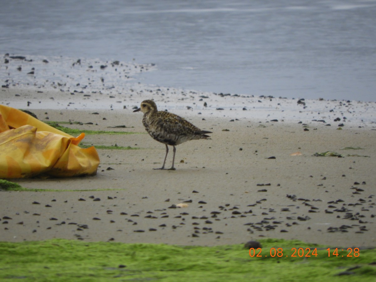 Pacific Golden-Plover - ML622126353