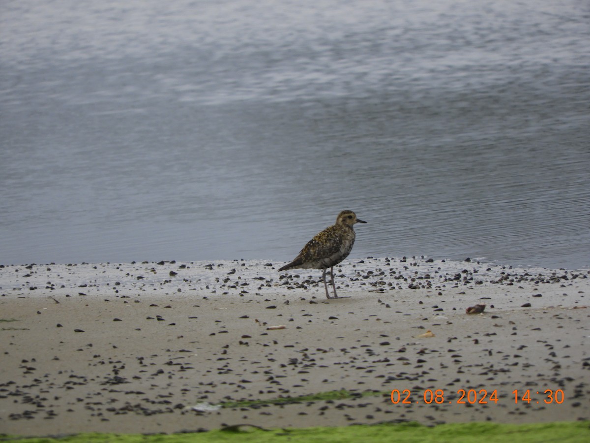 Pacific Golden-Plover - ML622126354