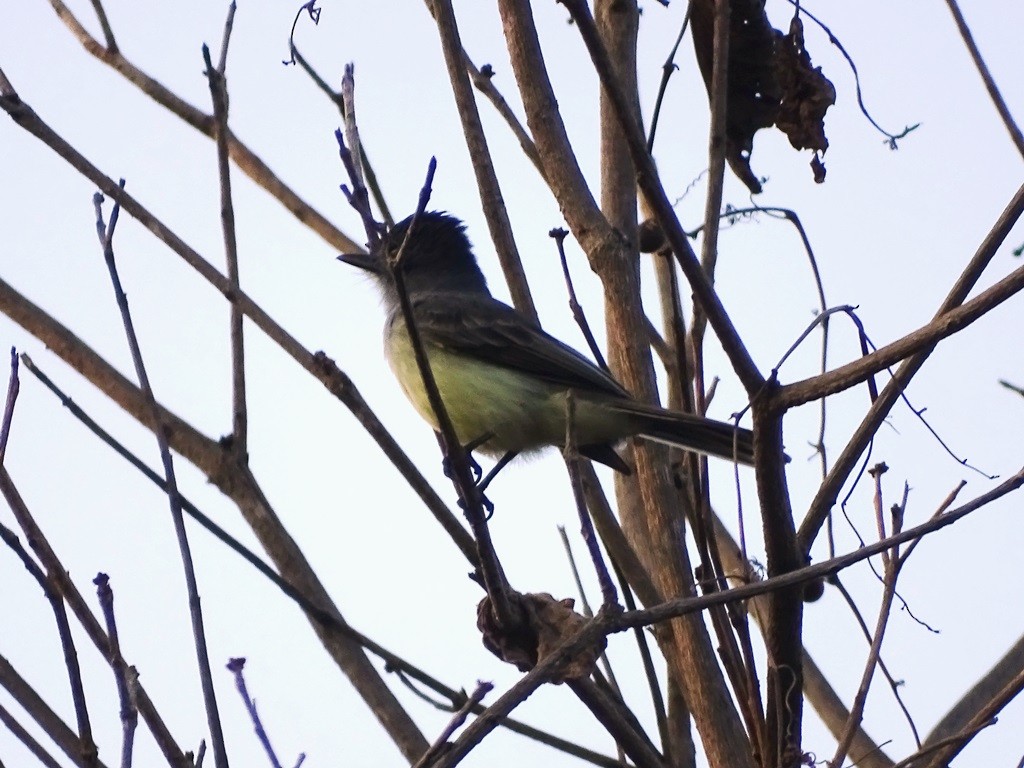 Sooty-crowned Flycatcher - ML622126355