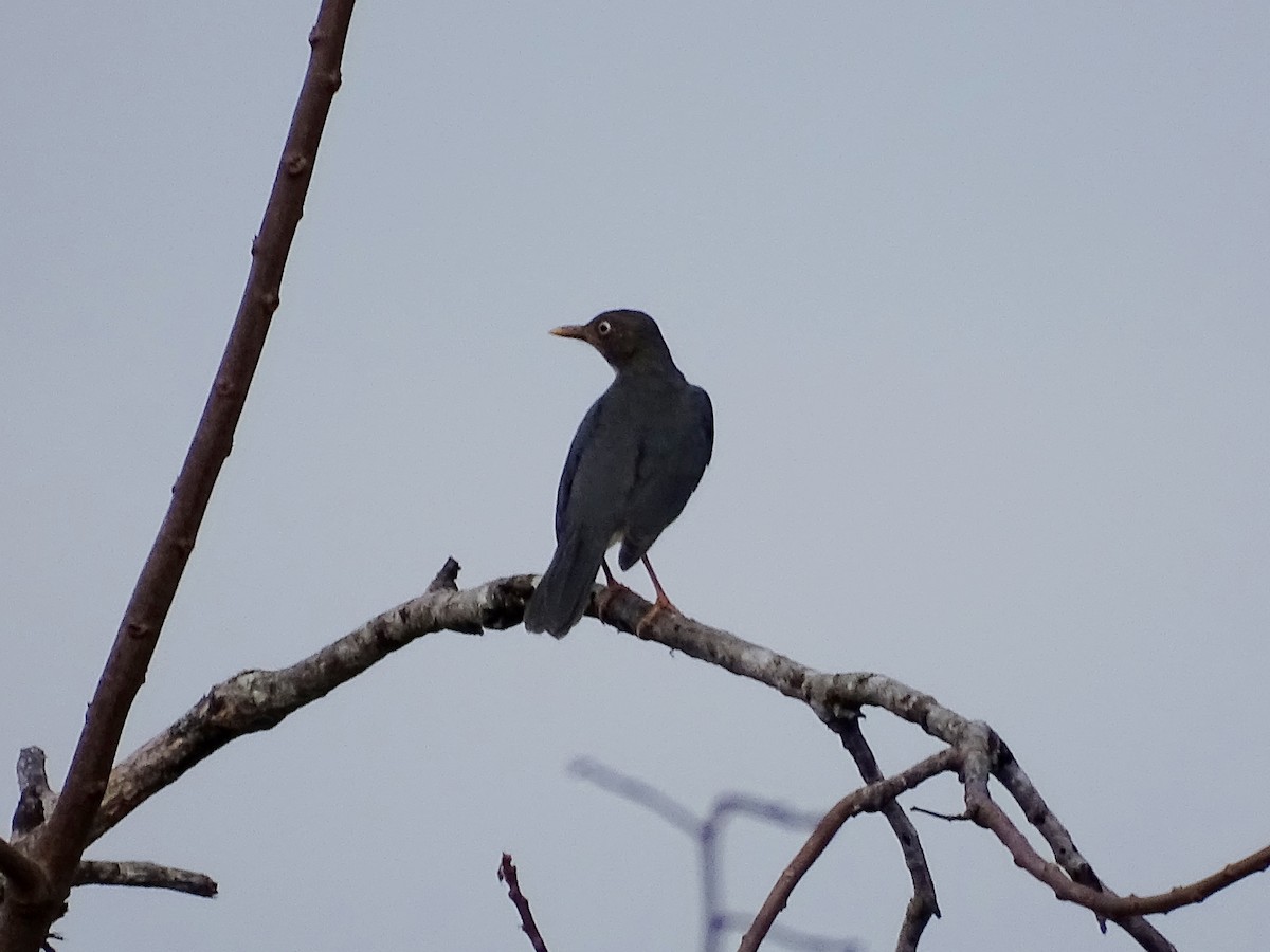 Plumbeous-backed Thrush - ML622126356