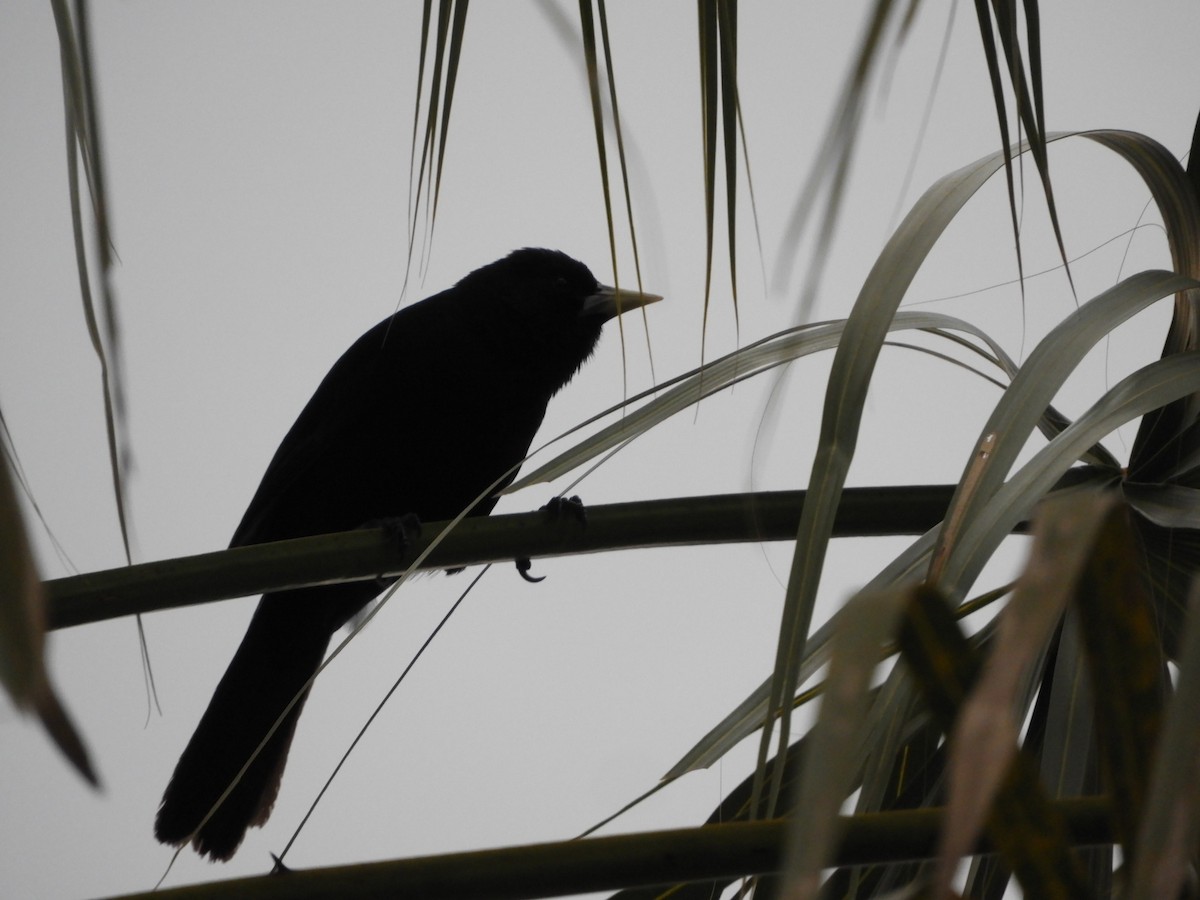 Solitary Black Cacique - ML622126359