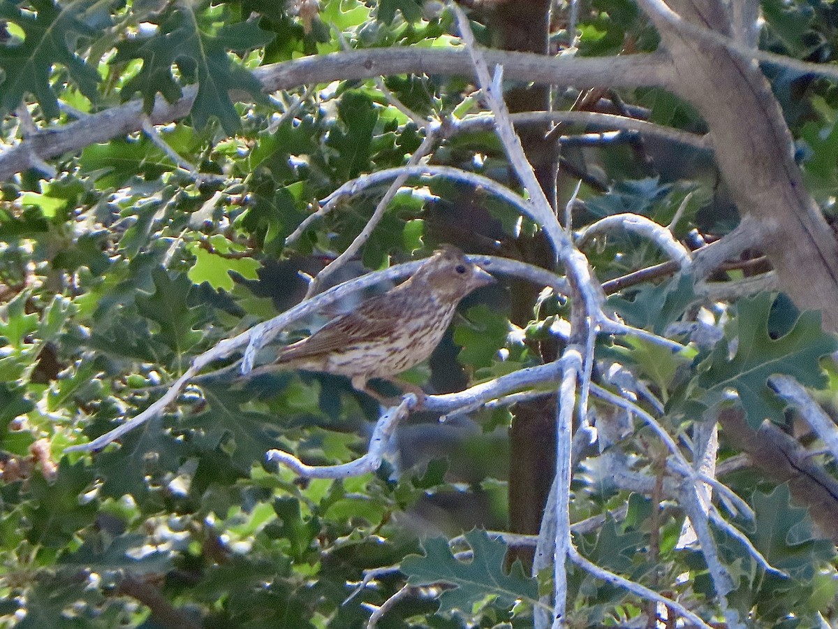 Cassin's Finch - ML622126360